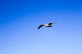 White seagull flying in blue sunny sky over sea. Silhouette of soaring gull. Bird in flight. Ocean. Royalty Free Stock Photo