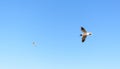 White seagull flying in bright blue sky, with its wings open Royalty Free Stock Photo