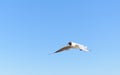 White seagull flying in bright blue sky, with its wings open Royalty Free Stock Photo