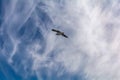 White seagull flying in bright blue sky, with its wings open Royalty Free Stock Photo