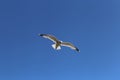 White Seagull Flying in Clear Blue Sky, Low Angle View Royalty Free Stock Photo