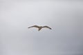 White seagull flying, cross shaped, with outstretched wings over a clear, cloudless blue sky Royalty Free Stock Photo