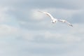 White seagull flying over the beach
