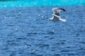 Seagull flying over the sea Royalty Free Stock Photo