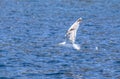 Seagull flying over the sea Royalty Free Stock Photo