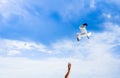 White seagull flying over blue sky looking for food Royalty Free Stock Photo