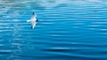 White seagull flying over the blue surface of the ocean. Seabird white with black. Light breeze on the surface of the sea Royalty Free Stock Photo