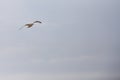 White seagull flying over clear blue sky, no clouds Royalty Free Stock Photo