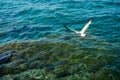 White seagull flying over clear sea