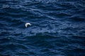 White seagull flying over mediterranean sea.