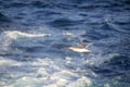 White seagull flying over mediterranean sea.