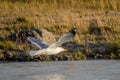 White seagull flying over the river spread wings Royalty Free Stock Photo