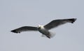 White seagull flying in the sky. Flight of gull. Royalty Free Stock Photo