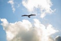 White seagull flying with wings spread. Flying Seagull, Symbol of Freedom Concept. Blue sky and white clouds background Royalty Free Stock Photo