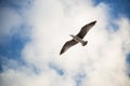 White seagull flying with wings spread. Flying Seagull, Symbol of Freedom Concept. Blue sky and white clouds background Royalty Free Stock Photo