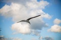 White seagull flying with wings spread. Flying Seagull, Symbol of Freedom Concept. Blue sky and white clouds background Royalty Free Stock Photo