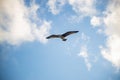 White seagull flying with wings spread. Flying Seagull, Symbol of Freedom Concept. Blue sky and white clouds background Royalty Free Stock Photo