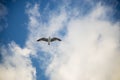 White seagull flying with wings spread. Flying Seagull, Symbol of Freedom Concept. Blue sky and white clouds background Royalty Free Stock Photo