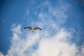 White seagull flying with wings spread. Flying Seagull, Symbol of Freedom Concept. Blue sky and white clouds background Royalty Free Stock Photo