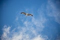 White seagull flying with wings spread. Flying Seagull, Symbol of Freedom Concept. Blue sky and white clouds background Royalty Free Stock Photo