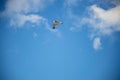 White seagull flying with wings spread. Flying Seagull, Symbol of Freedom Concept. Blue sky and white clouds background Royalty Free Stock Photo