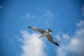 White seagull flying with wings spread. Flying Seagull, Symbol of Freedom Concept. Blue sky and white clouds background Royalty Free Stock Photo