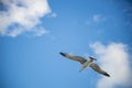 White seagull flying with wings spread. Flying Seagull, Symbol of Freedom Concept. Blue sky and white clouds background Royalty Free Stock Photo