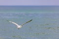 White seagull flyong over the Baltic Sea