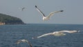 White Seagull in focus against the background of the sea and the island. Adalar, Turkey. Royalty Free Stock Photo