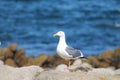 A Seagull in front of sea Royalty Free Stock Photo