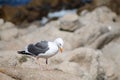 A Seagull in front of sea Royalty Free Stock Photo