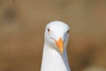 A Seagull in front of sea Royalty Free Stock Photo