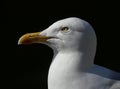 Adult Seagull / Herring gull portrait head and face looking left