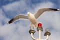 White seagull hunting on the blue cloudy sky background