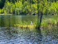 White Seagull on an island in a lake at its nest