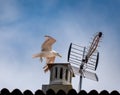 White seagull landing to perch on a chimney with an antenna. Royalty Free Stock Photo