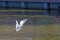 Bird on Swan Lake, Astrakhan, Russia Royalty Free Stock Photo