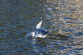 Bird on Swan Lake, Astrakhan, Russia Royalty Free Stock Photo