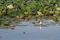 White Seagull over Green Lotus Flower Leaf in the River