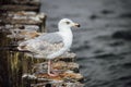 White seagull perched atop a series of wooden groynes