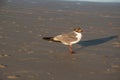 White seagull perched on a sandy beach with the cloudy blue sky in the background Royalty Free Stock Photo