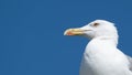 White seagull portrait against blue sky. Copy space on left. Royalty Free Stock Photo
