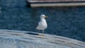 White seagull portrait, perched on an upturned boat in fishing harbor in Portugal Royalty Free Stock Photo