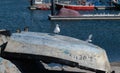 White seagull portrait, perched on an upturned boat in fishing harbor in Portugal Royalty Free Stock Photo