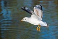 A White Seagull Preparing to Land on the Lake Surface Royalty Free Stock Photo