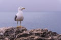 White seagull on a rock above the ocean Royalty Free Stock Photo