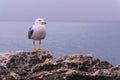 White seagull on a rock above the ocean Royalty Free Stock Photo