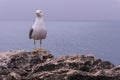 White seagull on a rock above the ocean Royalty Free Stock Photo