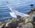 Seagull Flying over Rocks by Lake Royalty Free Stock Photo