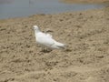 White seagull on the sandy beach. Birds walking near the water on the sand Royalty Free Stock Photo